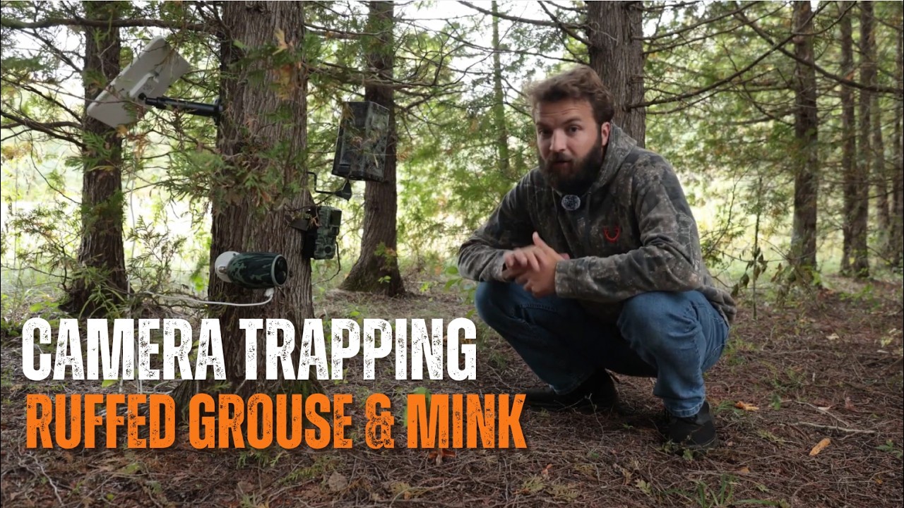 Camera Trapping - Ruffed Grouse & Mink