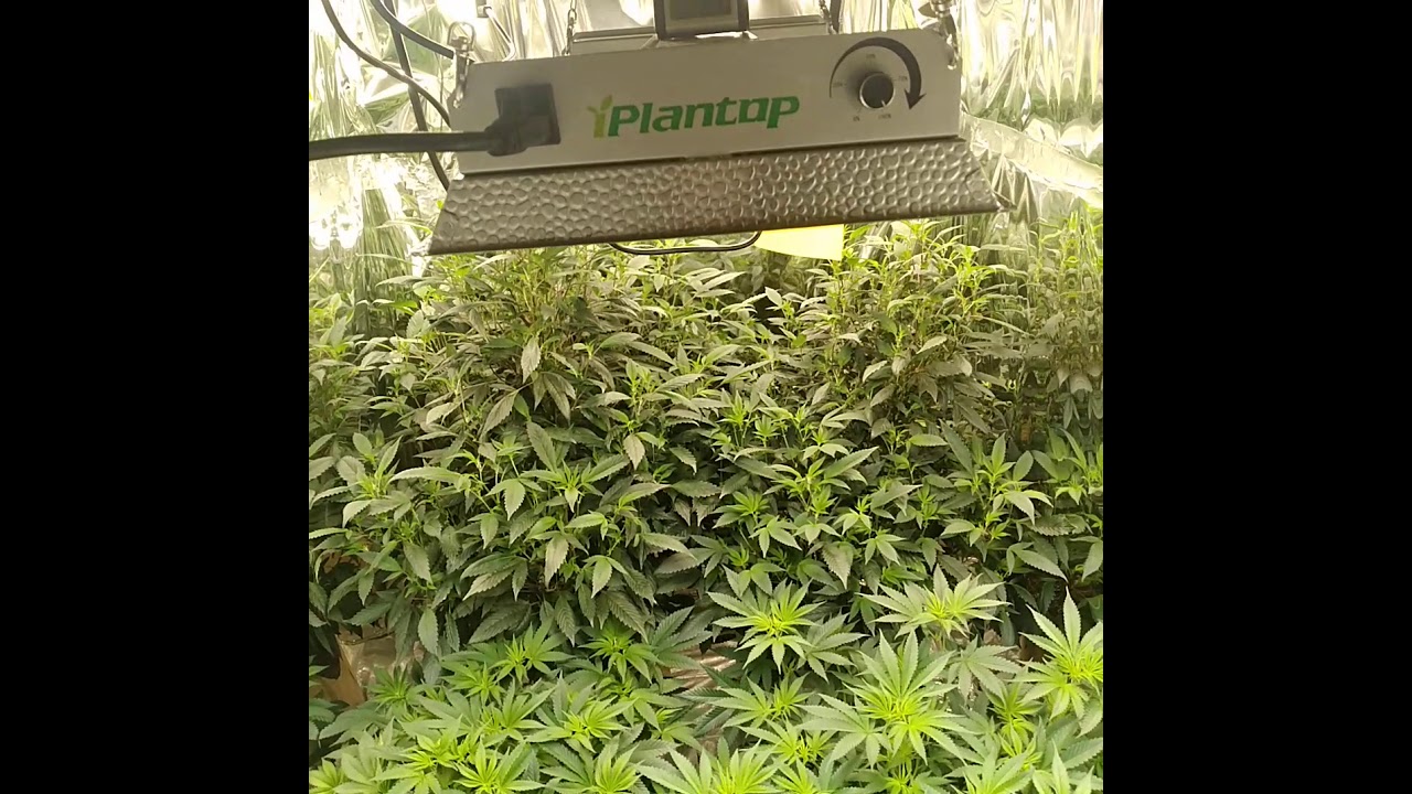 How to grow Monster weed