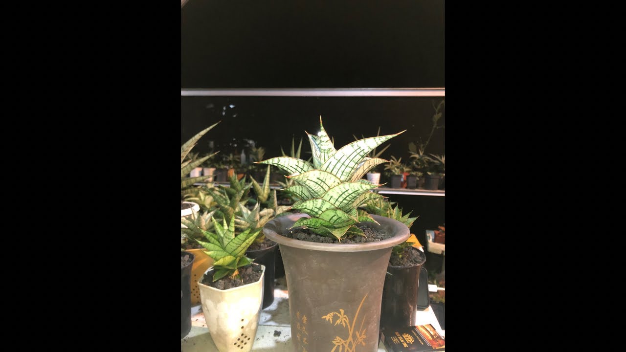 Live sansevieria wonosobo