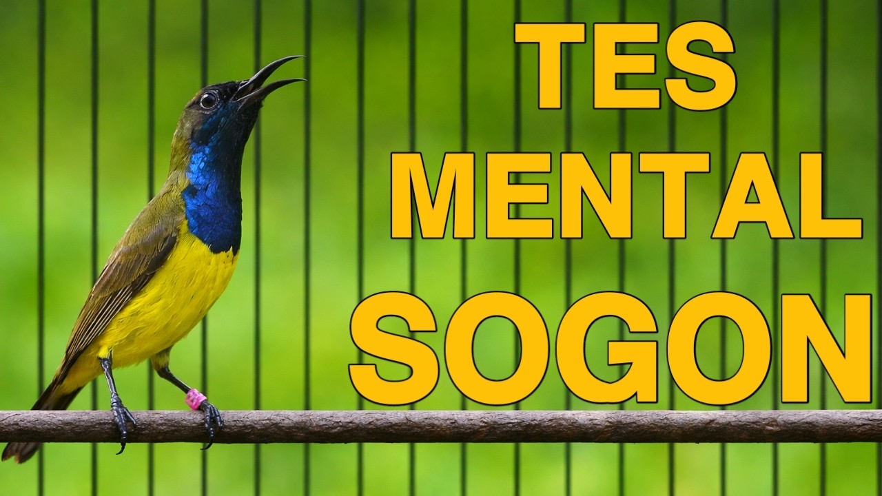 TES MENTAL SOGON FIGHTER, SOGONMU GK NYAUT MENDING JUAL AJA