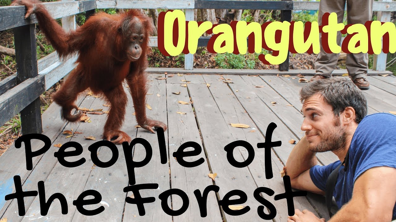 Orangutans: People of the Forest