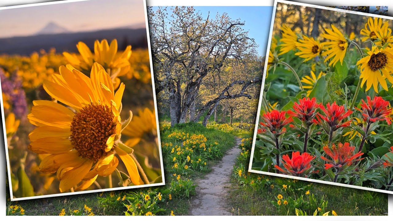 Wildflowers at Columbia River Gorge: iconic views
