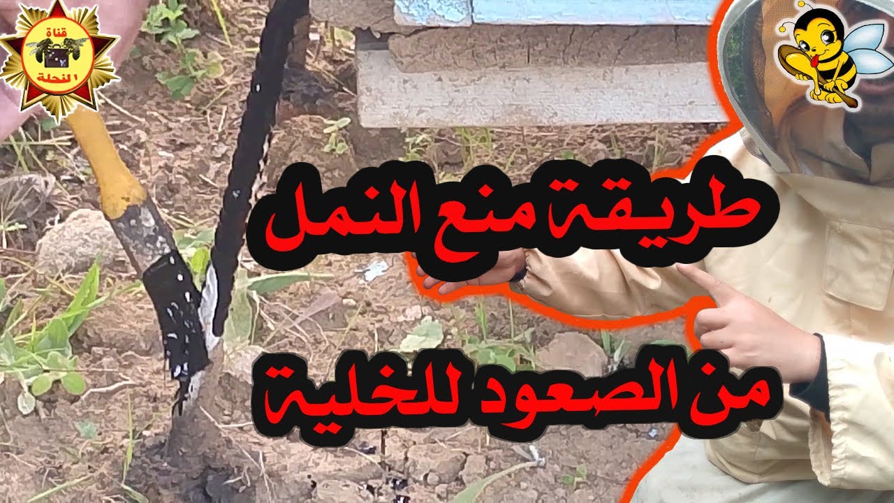 طريقة سهلة لمنع النمل من الوصول إلى خلايا النحل/ جربها بنفسك؟