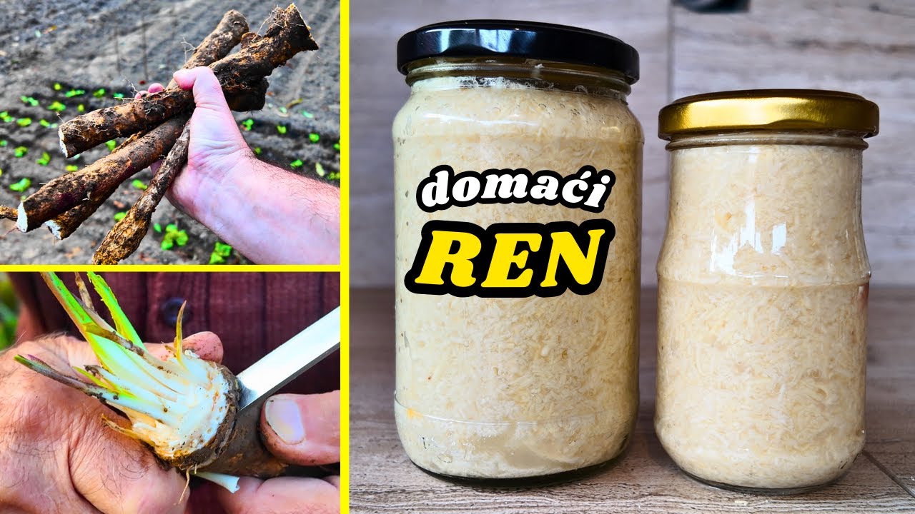 ДОМАШНИЙ РЕН по БАБУШИНКЕ РЕЦЕПТУ! Никогда больше не буду покупать хрен на рынках