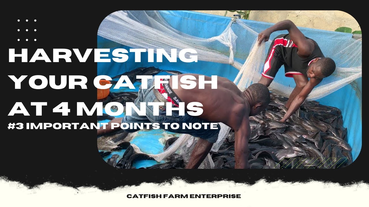Harvesting your Catfish in 4 months: 3 important factors to consider #2022 #AQUACULTURE #catfishfarm