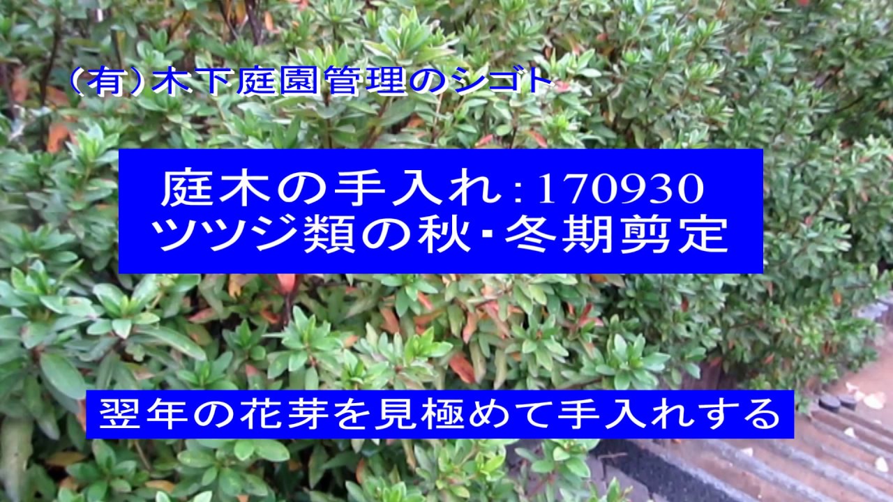 No.032_ツツジ類の秋冬剪定 170930・