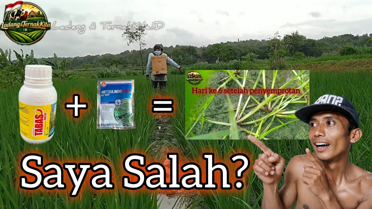 Saya Pernah Kalah Sama Gulma di Padi Sawah, Sampai Akhirnya Nemukan Cara Ini, Tabas + MetsulindoPlus