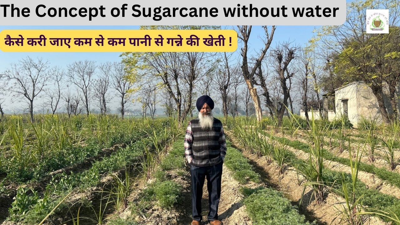 How to do sugarcane cultivation with use of minimum water?