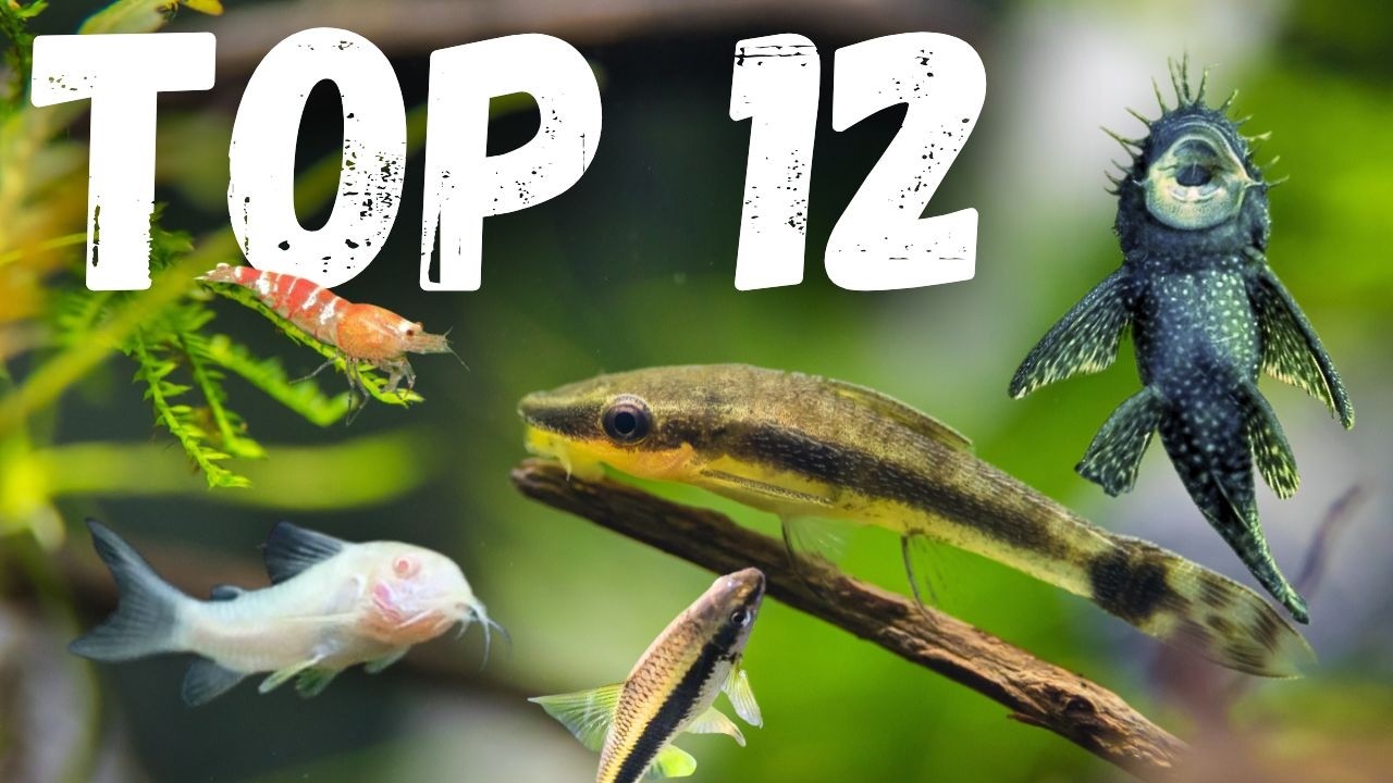 Top 12 BEST Cleanup Crew For Freshwater Aquariums (RANKED!)