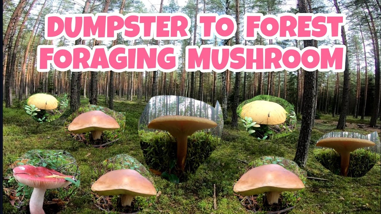 DUMPSTER TO FOREST MUSHROOM PICKING | WILD MUSHROOMS | Thai-Finnish Pero Pusong Pinay