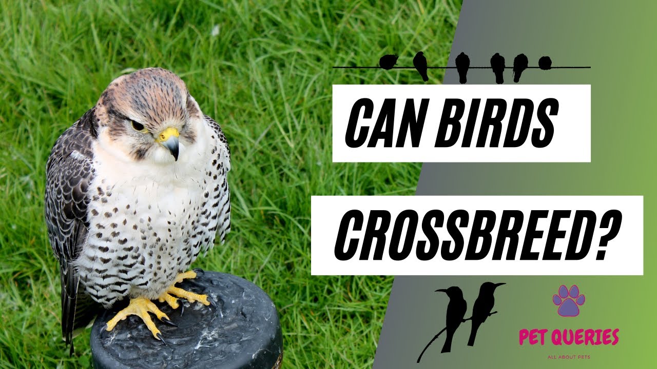 Can birds cross breed? |