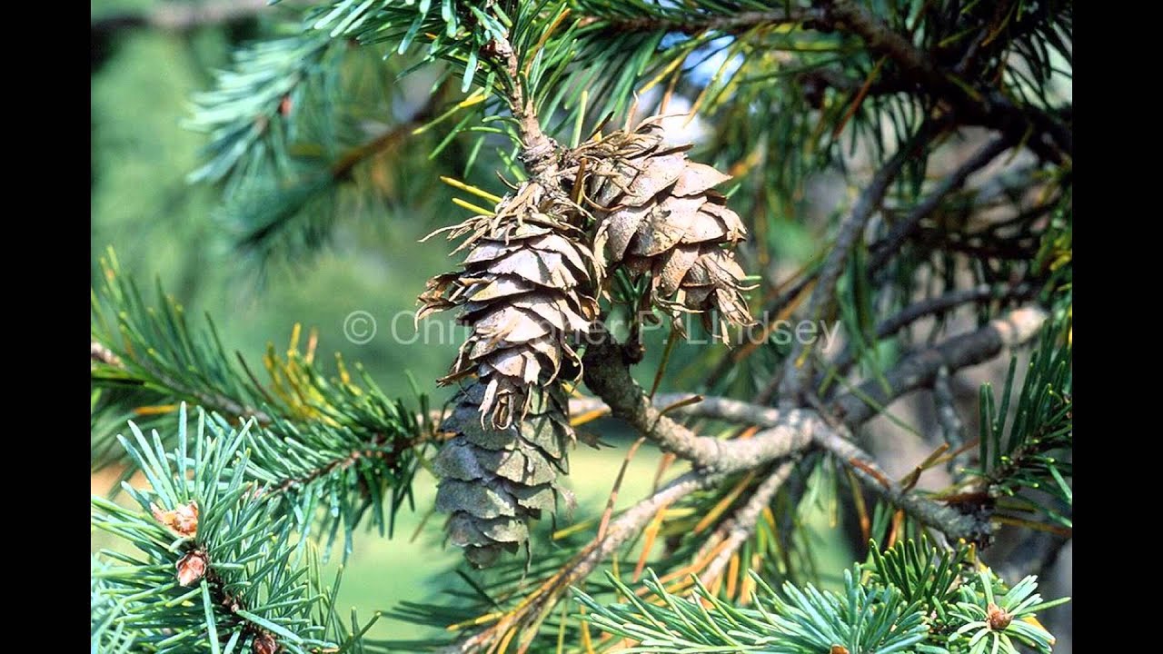 ПСЕВДОТСУГА  (PSEUDOTSUGA)  сем. Сосновые