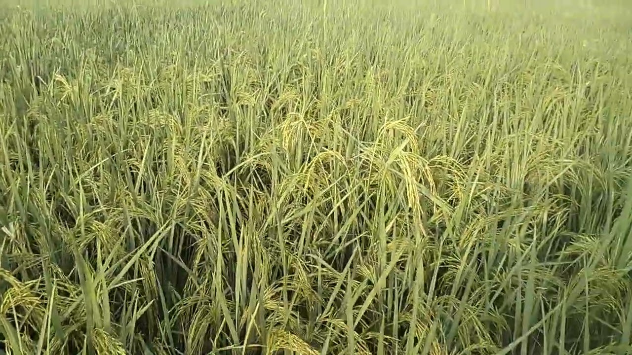 hamri pusa basmati 1886