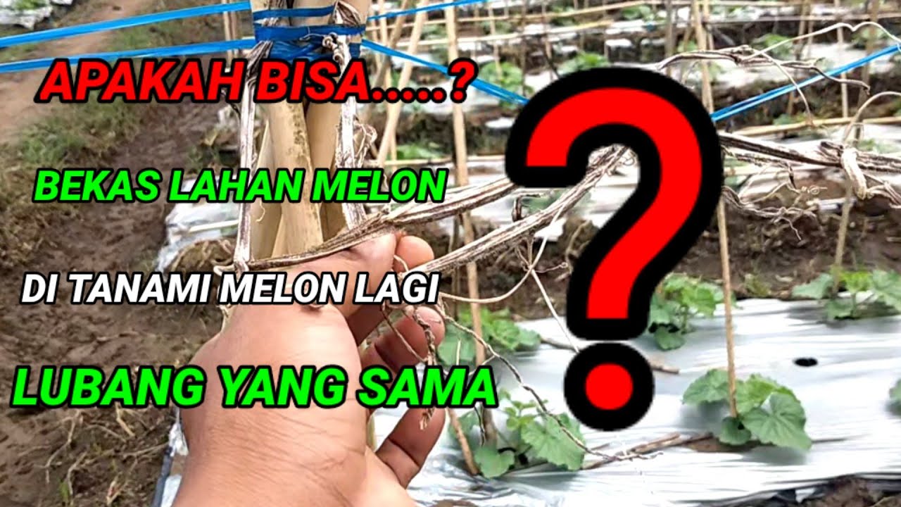 CARA BUDIDAYA MELON DI LAHAN BEKAS MELON (trik jitu) bkr pertanian