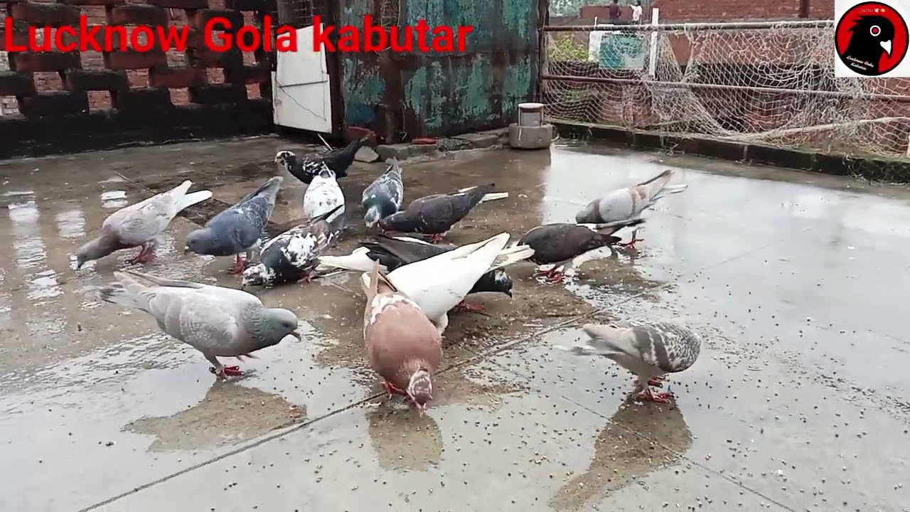 Gola kabootar for sale in Lucknow new video Lucknow gola kabutar 9305740415