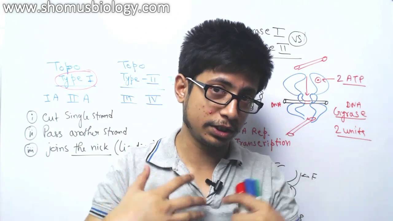 Topoisomerase 1 and 2 mechanism