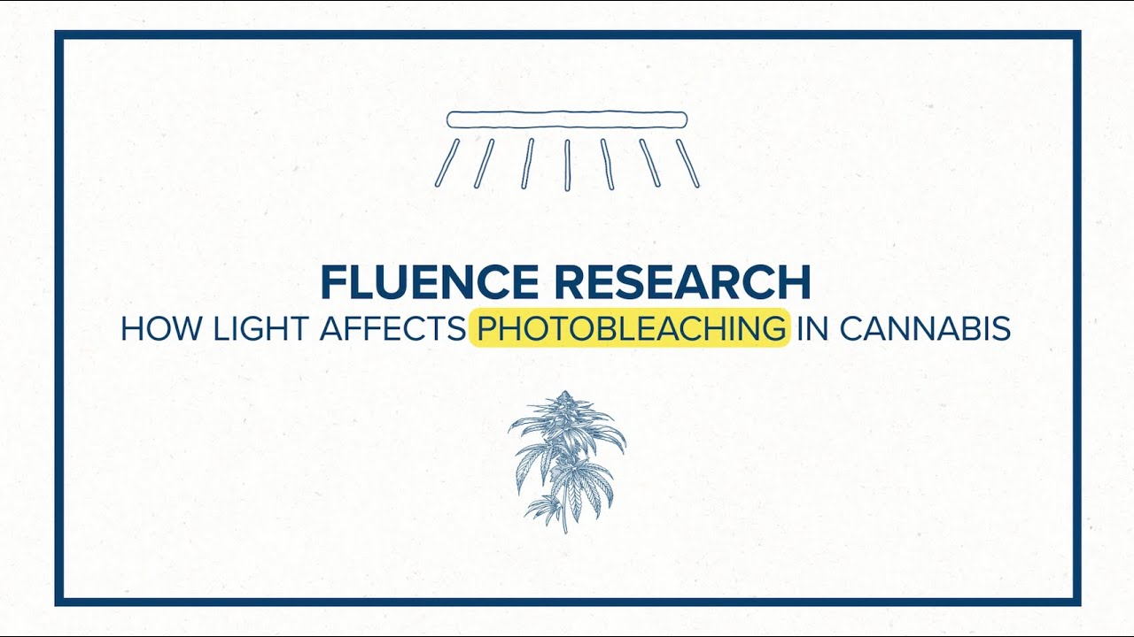 Fluence Research: How Light Affects Photobleaching in Cannabis