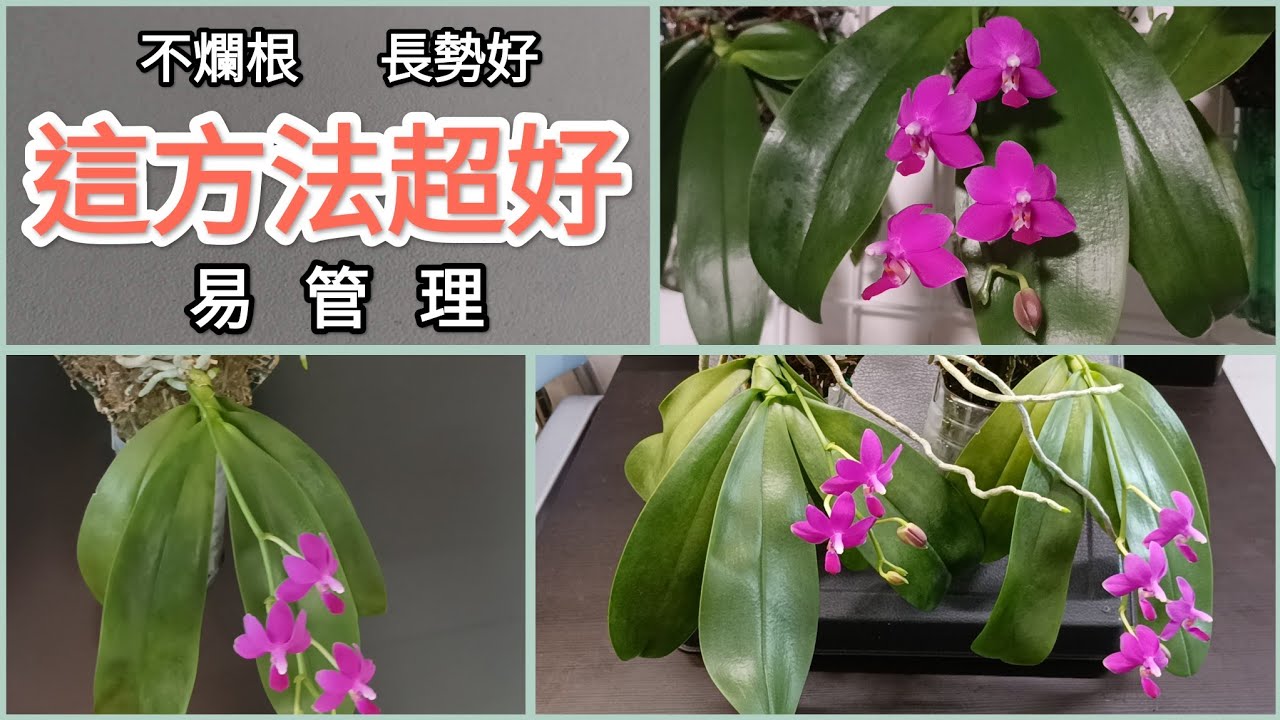 蝴蝶蘭這樣種 經過多年驗證 效果好 仿上板懸掛法10/9/2025