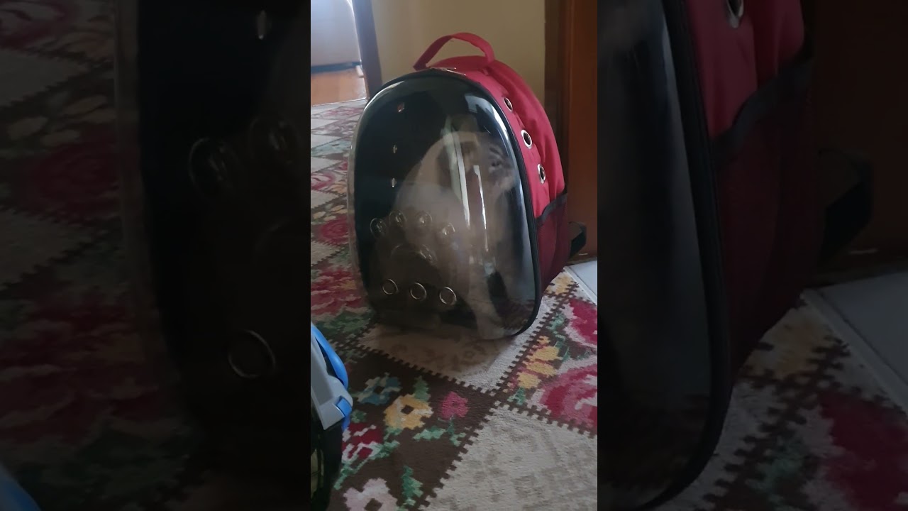 GIDIYORUZ