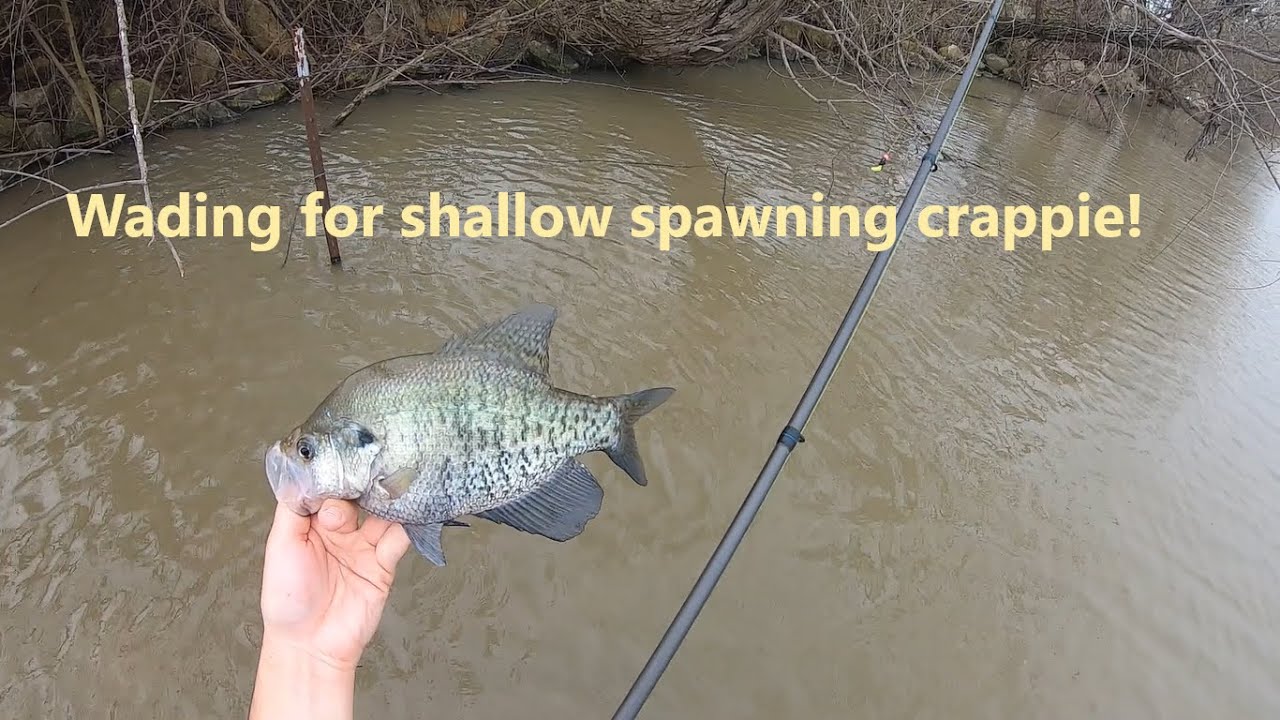 The Crappie Spawn has started! Wading for super shallow slab crappie with a 12 ft rod! Inches deep!