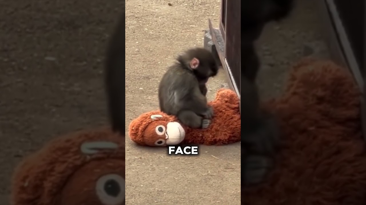 The Heartbreaking Story of Punch the Baby Monkey 🐒💔
