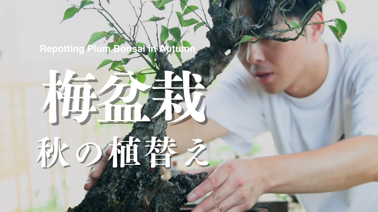 梅盆栽 秋の植替え