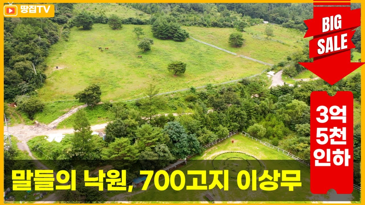 [가격인하끌올] 천혜의 자연환경을 가진 이국적 말목장. 대한민국의 세렝케티죠