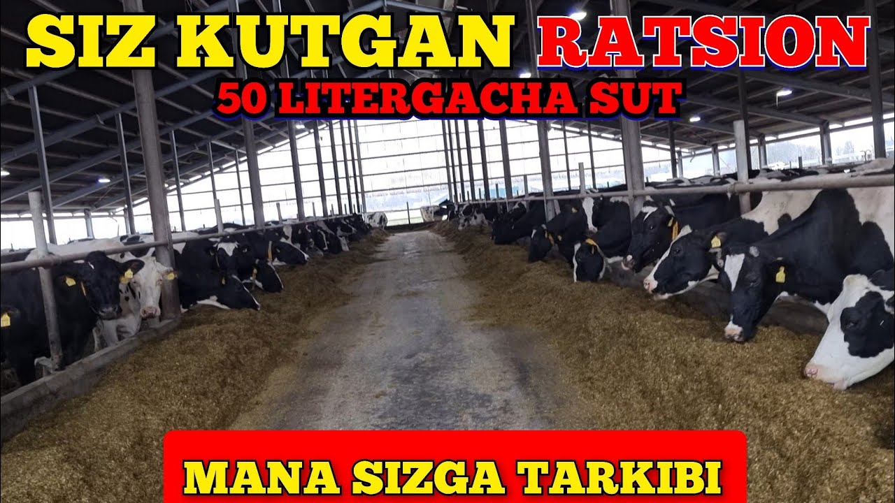 50 LITERLIK RATSION TARKIBI TO&lsquo;LIQ YOZIB OLING.#golshteyn #ratsion #molboqish