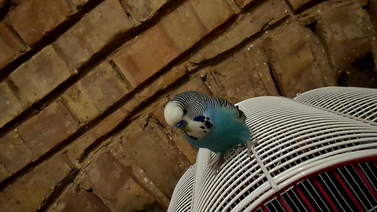 FunAndRoll Budgie and me, lovely pet, part 1 beautiful Budgie