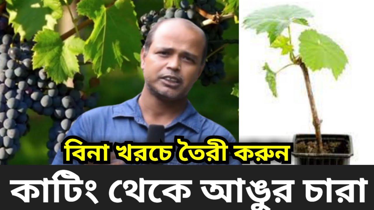 কাটিং থেকে আঙ্গুর চারা | নিখাদ এগ্রো ভিলেজ