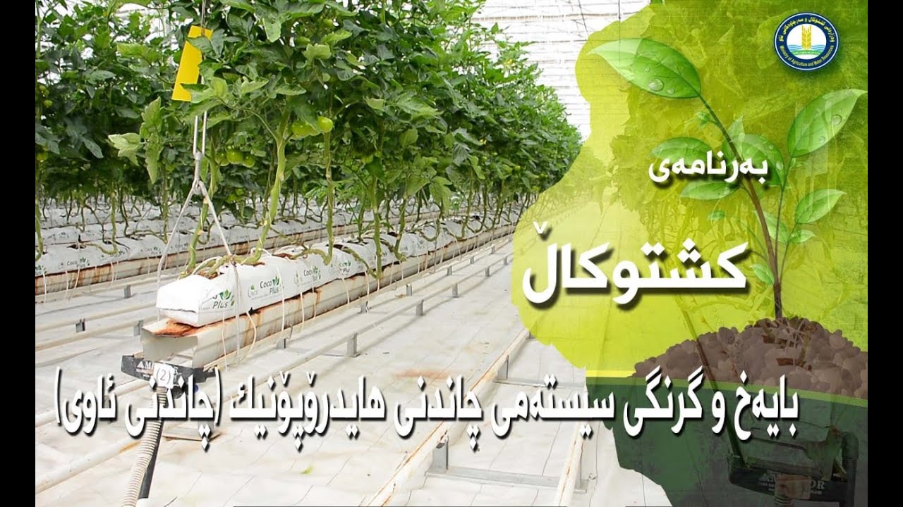 چاندن بە سیستەمی هایدرۆپۆنیک لە خانووی پلاستیکی گەورە مەلتی سپان و چەند ڕێنماییەکی گرنگ بۆ جوتیاران