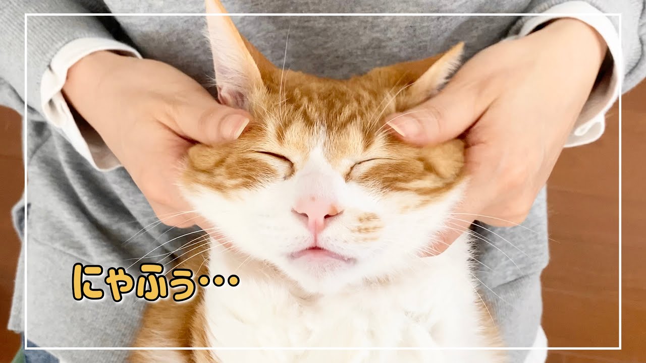 フェイスマッサージで夢見心地になる茶白猫君がこちらです【4K猫動画】