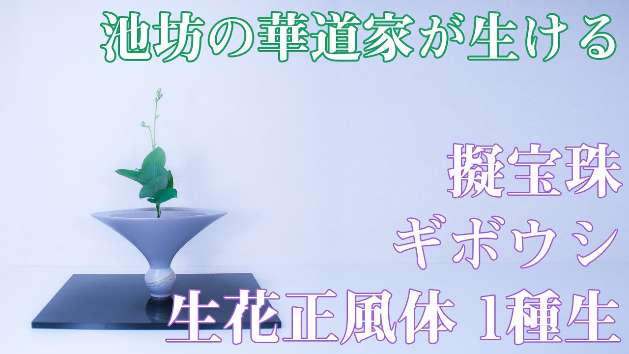 【生け花紹介】池坊の華道家が花材（擬宝珠・ギボウシ）を集めて生花正風体を生ける〈IKEBANA / 插花演示〉【再】