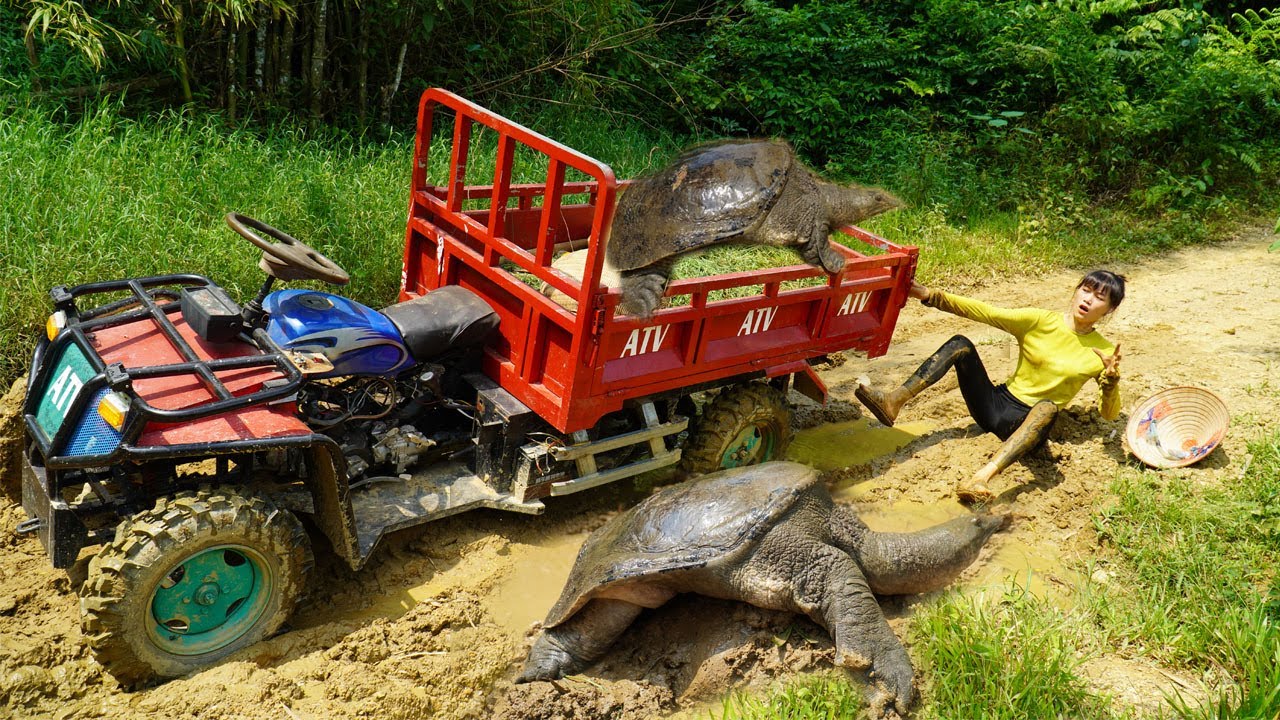 The girl picking grass in the mud meets a giant turtle - Transporting turtles by truck