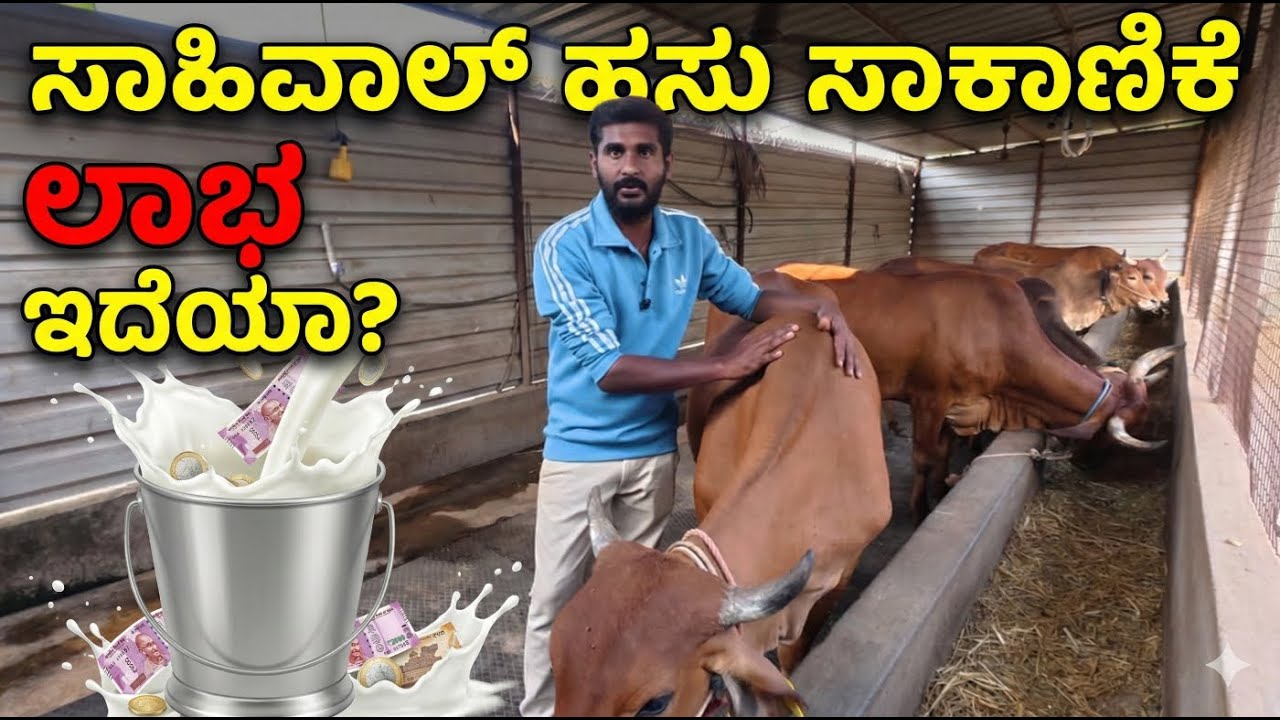 ತಿಂಗಳಿಗೆ ಎಷ್ಟು ಲಾಭ? 8 Sahiwal Cows Dairy Farm Visit | Interview