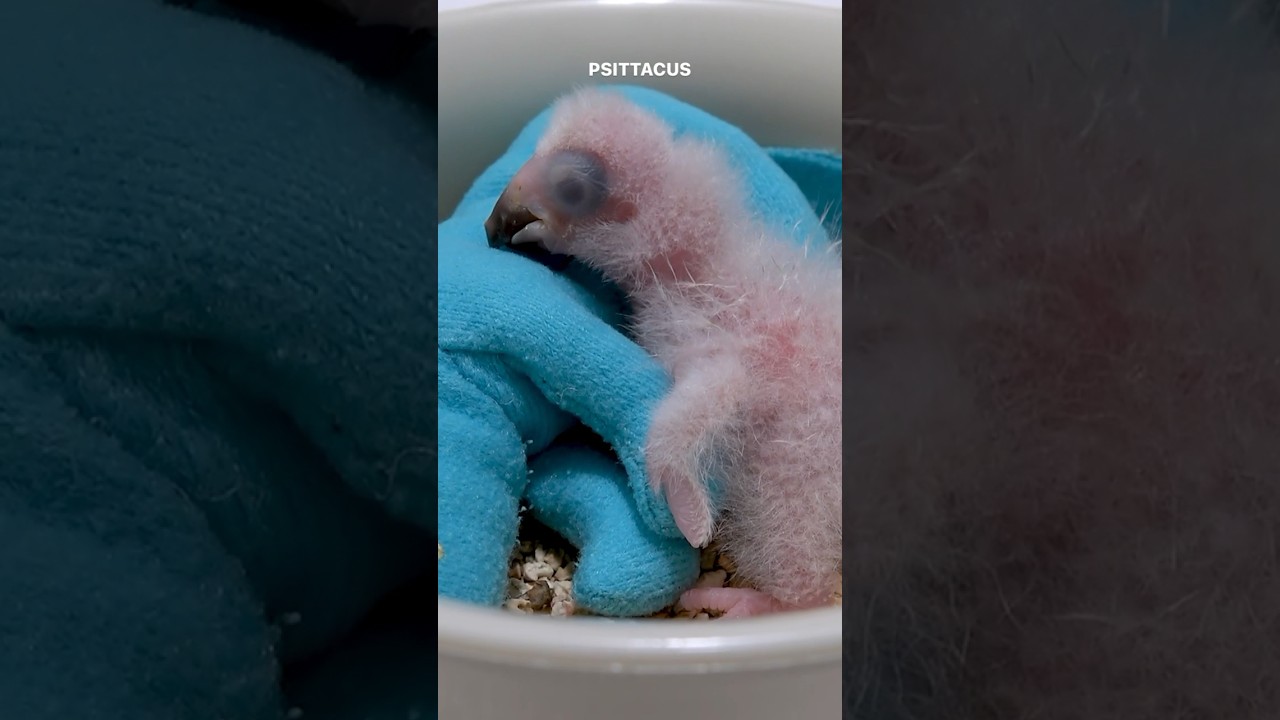 Newborn African grey baby parrot hand feeding first week life #birds