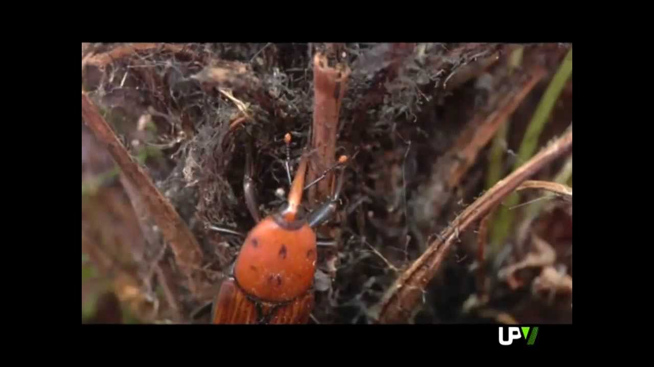Noticias Destacadas: Trampa Picudo Rojo [2013-10-01] -- UPV