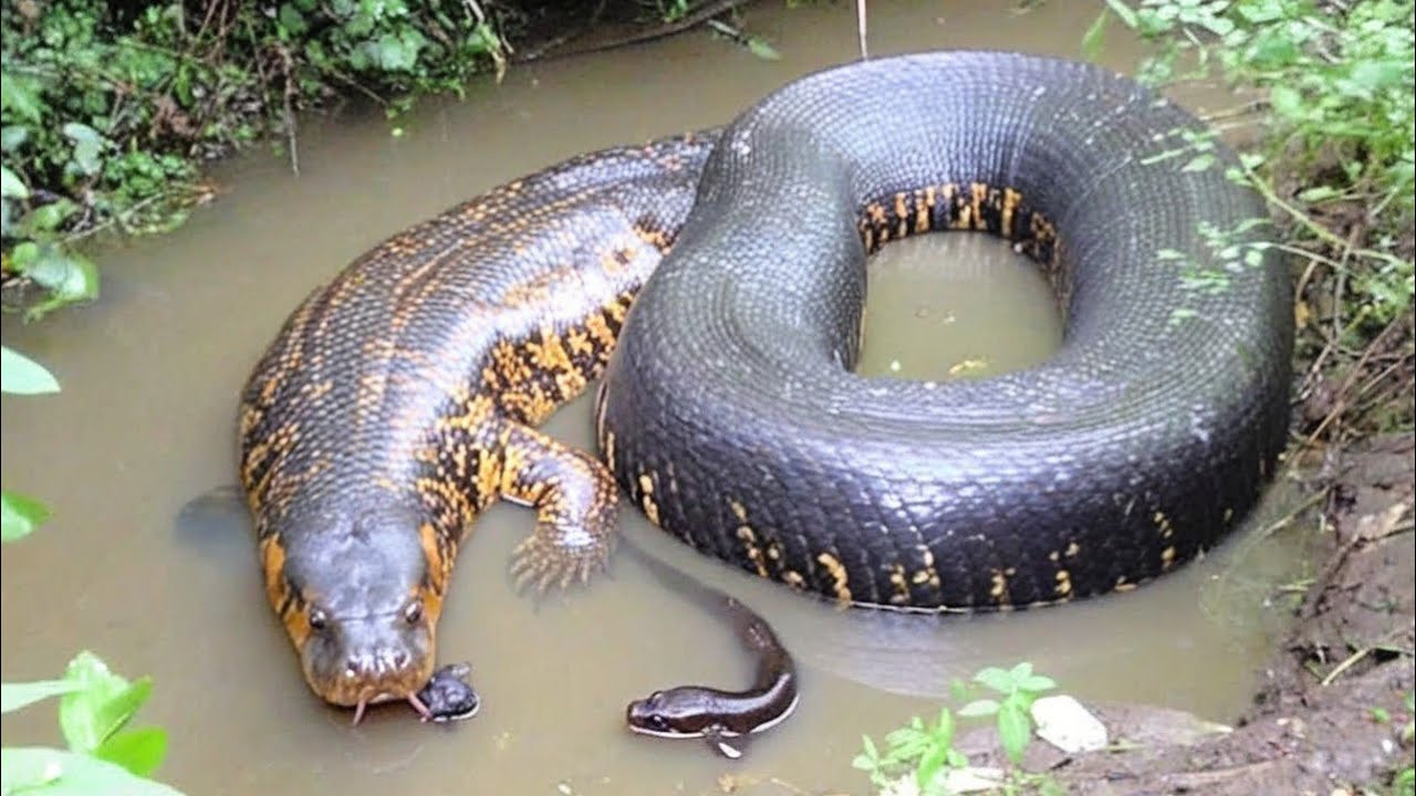 Evolution’s Quiet Giants