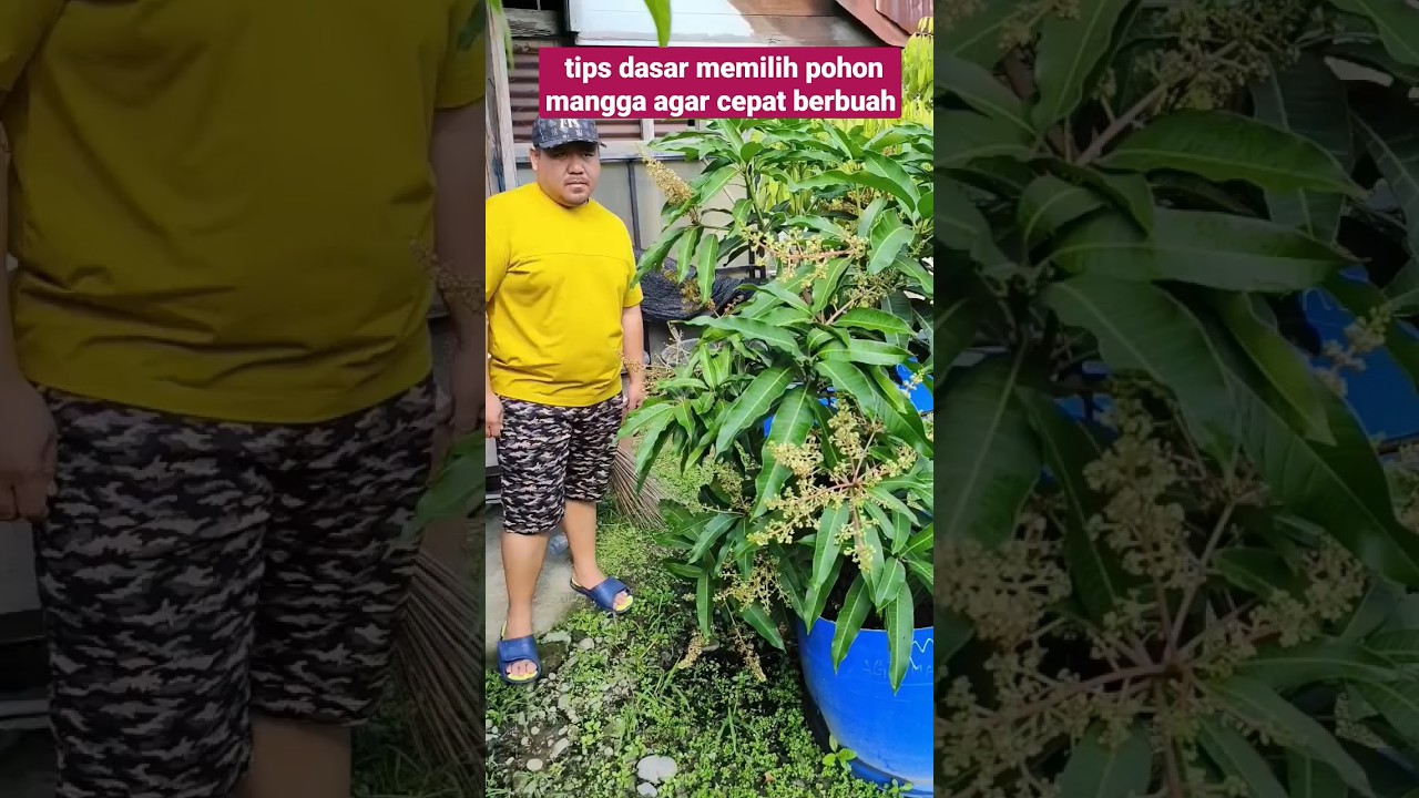tips membeli pohon mangga agar cepat berbunga #mangga #mango