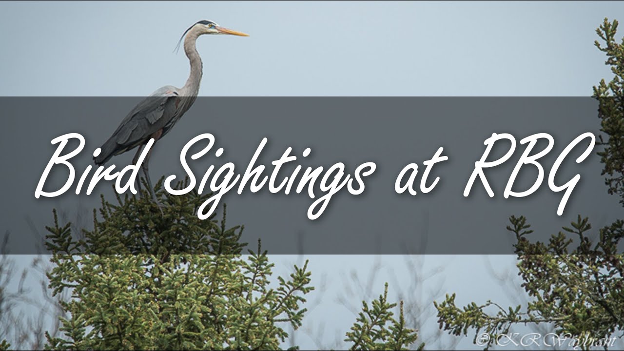 Bird Sightings at RBG