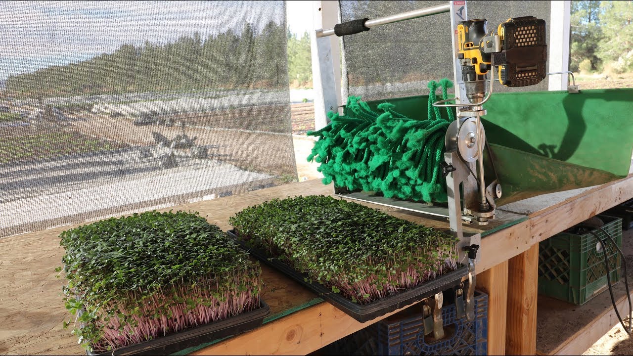 The FASTEST and EASIEST Way EVER to Harvest Microgreens