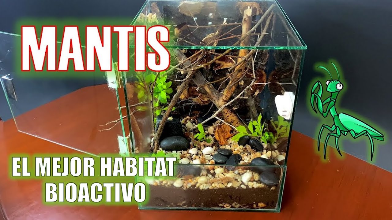 🌱 Como HACER un terrario BIOACTIVO para Mantis Religiosa | Kevien Chingas