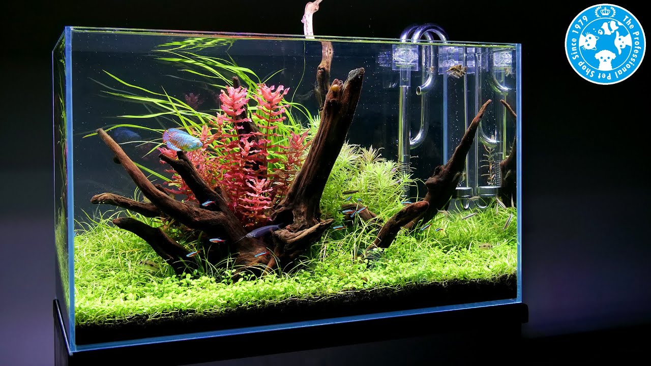 流木水槽レイアウト　注水～植栽～育成完了まで
