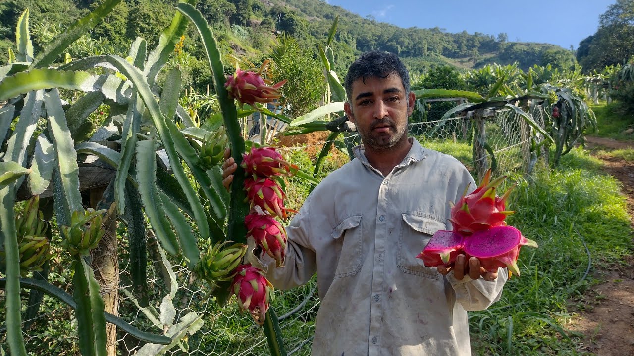 Conheça algumas das variedades de pitaya mais bonitas.Perfect de Israel e vênus de Israel!