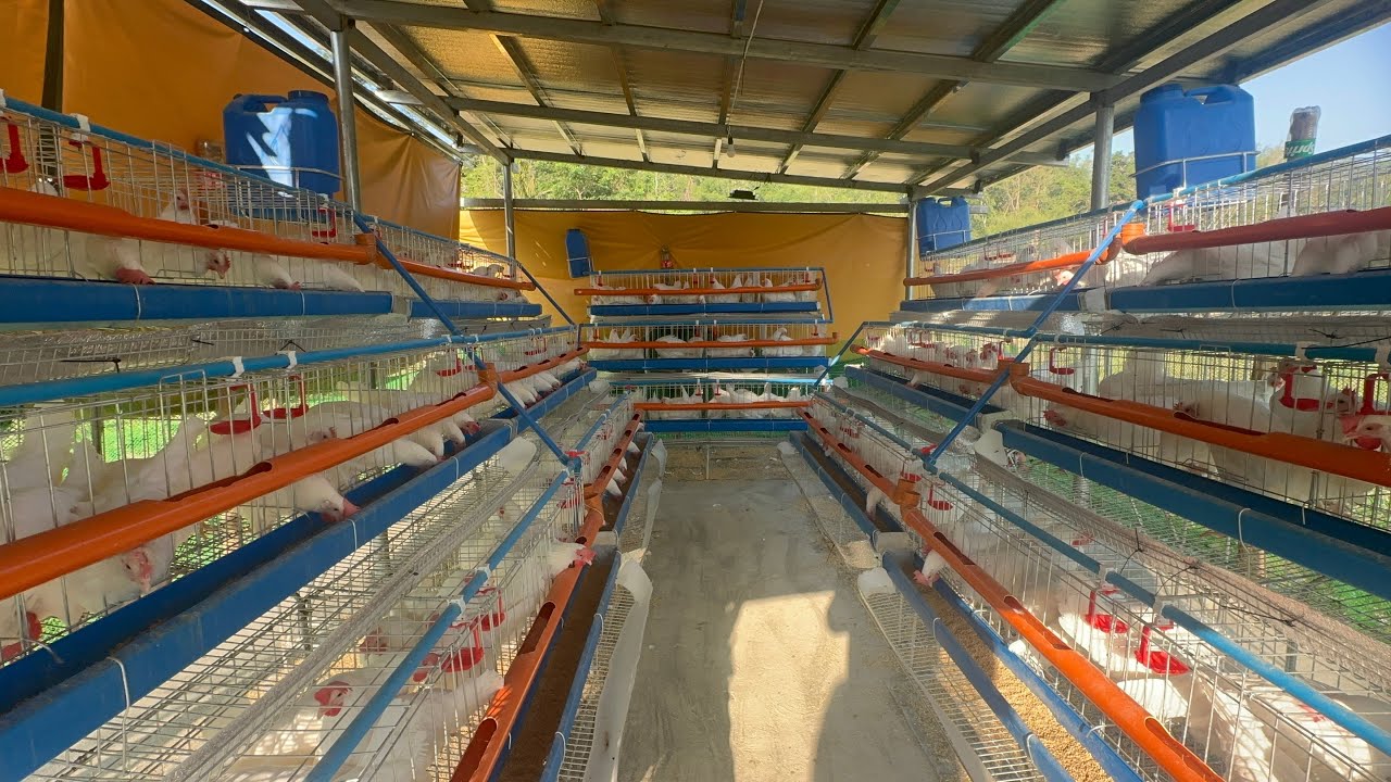 Poultry farm update sa ating mga rtl chicken