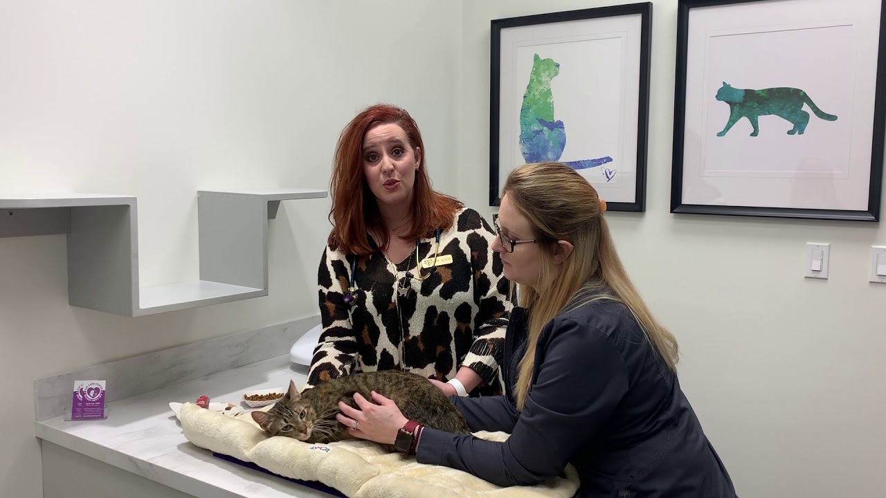 FAQs On Cat Dental Health