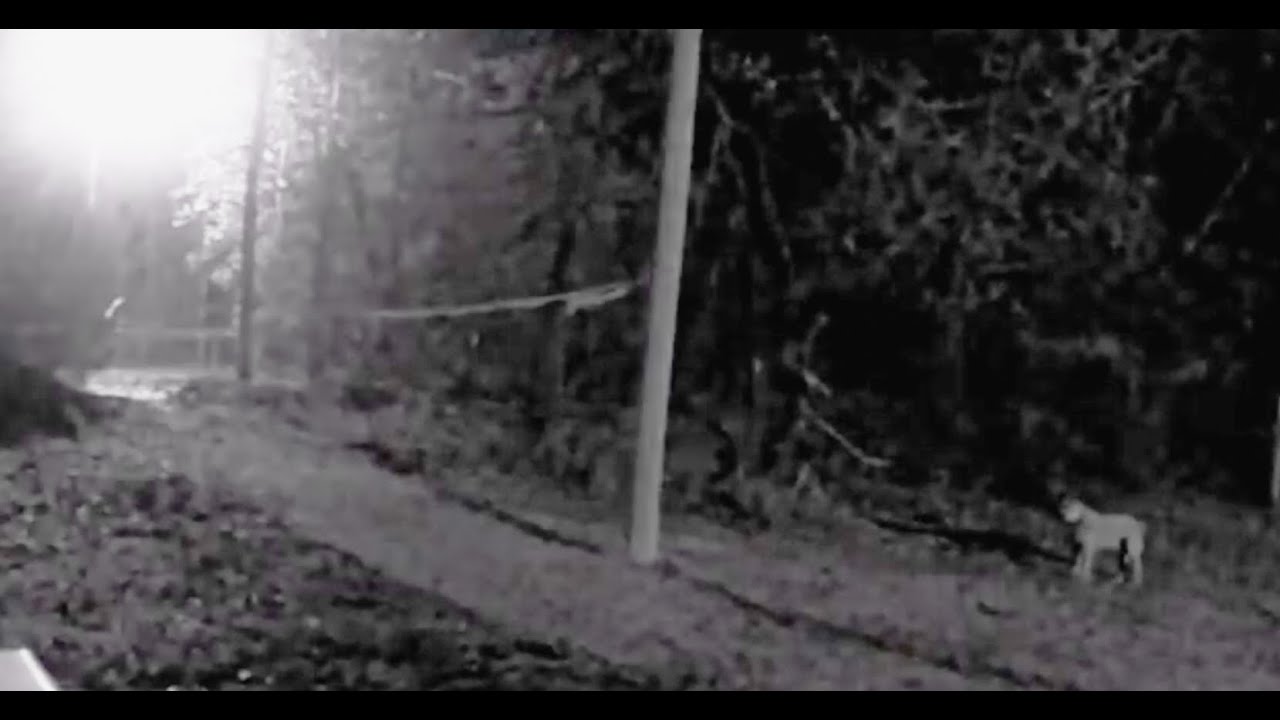 THIS IS ONE OF THE MOST SCARIEST FOOTAGE EVER CAPTURED ON A TRAIL CAM!!