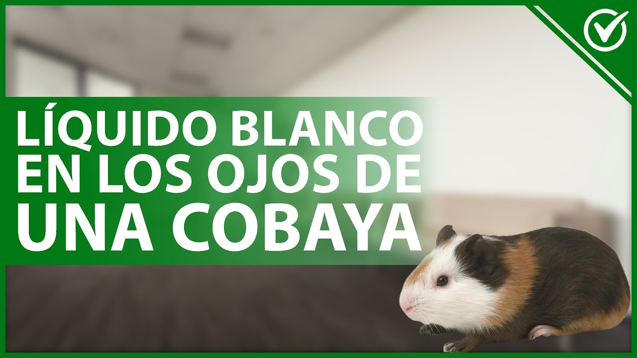 🐹​ ¿Qué es el LÍQUIDO BLANCO en los ojos de una Cobaya? - Información útil 🐹​