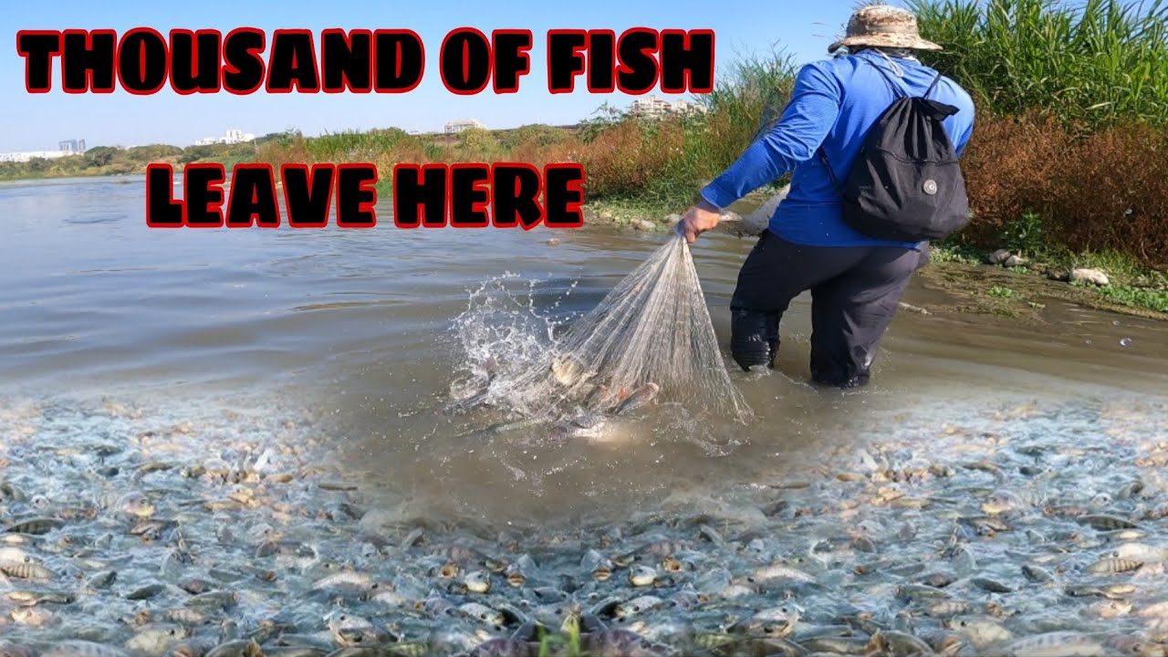 Group of thousand fish lives here