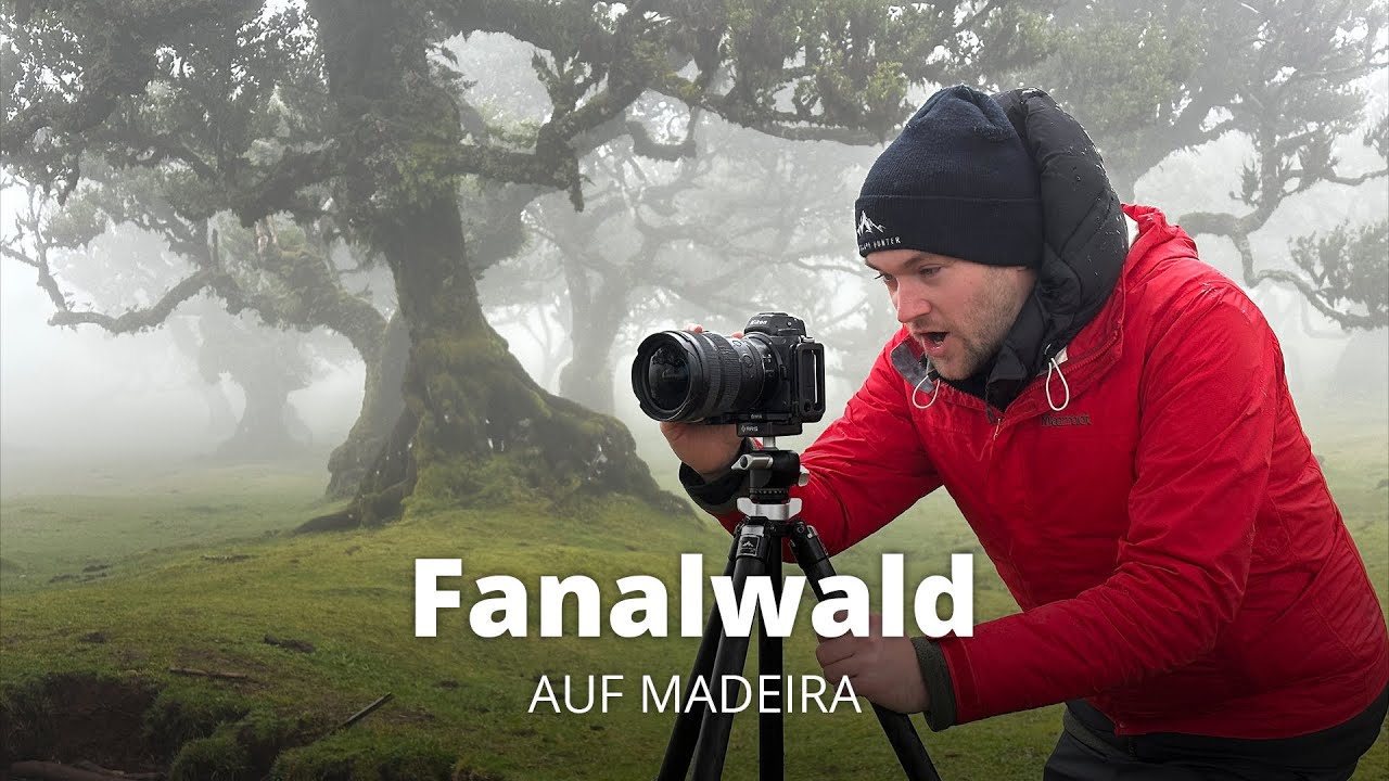 WANN kommt ENDLICH der NEBEL? Fotografieren im schönsten Wald!